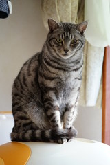 トイレのフードの上に座る猫