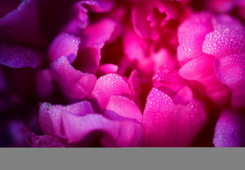 Beautiful peony flower photographed close up a beautiful background