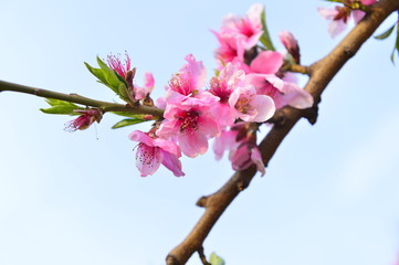 In full bloom in the peach blossom