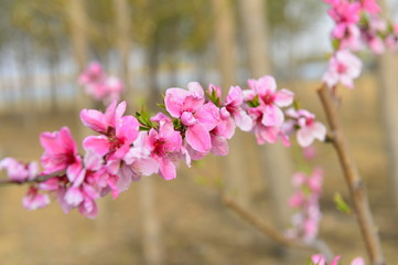 Obraz premium In full bloom in the peach blossom