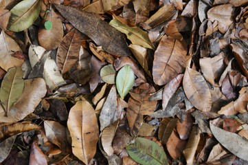 autumn leaves
