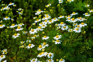 Chamomile flowers on meadow in summer, selective focus, blur. Beautiful nature scene with blooming medical daisies on a sunny day
