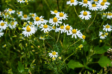 Chamomile flowers on meadow in summer, selective focus, blur. Beautiful nature scene with blooming medical daisies on a sunny day