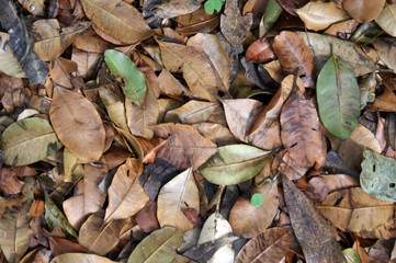 autumn leaves