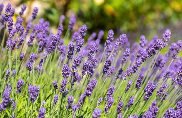 Lavendel