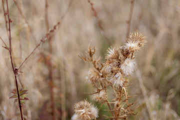 Dry spiny flowers in a field in autumn. Thistle. Nature blurred background. Shallow depth of field. Toned image. Copy space.