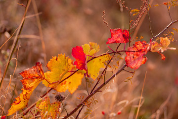 Nature blurred background. Shallow depth of field. Autumn vineyard. Dry grass and yellow leaves. Toned image. Copy space.