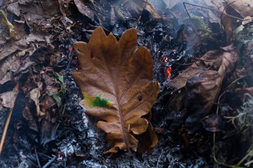An oak leaf slowling burning in a pile of brown leaves and hot ashes