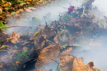 Fototapeta na wymiar Burning pile of dry leaves and plants during typical autumn garden work