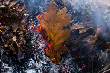 An oak leaf slowling burning in a pile of brown leaves and hot ashes