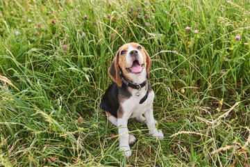 Beagle puppy, with a cute expression on his face, sitting on the grass and looking up