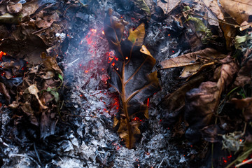An oak leaf slowling burning in a pile of brown leaves and hot ashes