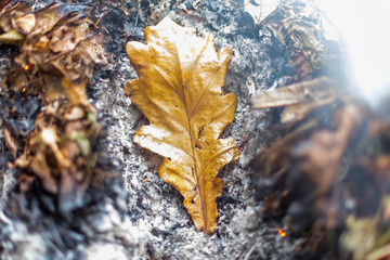 An oak leaf slowling burning in a pile of brown leaves and hot ashes