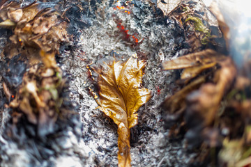 An oak leaf slowling burning in a pile of brown leaves and hot ashes