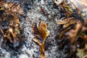 An oak leaf slowling burning in a pile of brown leaves and hot ashes