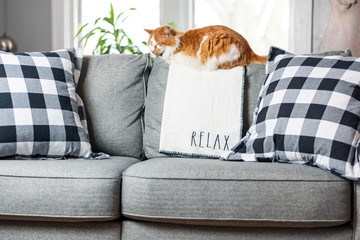Orange cat relaxing on living room couch