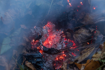 Burning pile of dry leaves and plants during typical autumn garden work