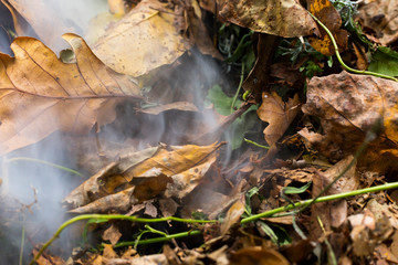 Burning pile of dry leaves and plants during typical autumn garden work