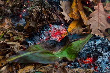 A large green leaf slowling burning in a pile of brown leaves and hot ashes