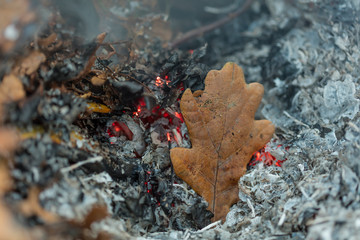 An oak leaf slowling burning in a pile of brown leaves and hot ashes