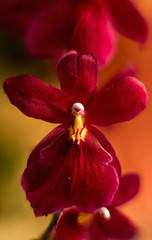 Fototapeta na wymiar Detail on a red pink tropical blooming orchid plant in spring in a tropical glasshouse. Orchidaceae in bloom.
