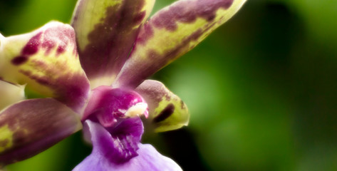 Detail on a violet and yellow tropical blooming orchid plant in spring in a tropical glasshouse. Orchidaceae in bloom.