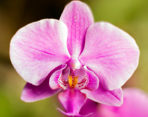 Detail on a pink tropical blooming orchid plant in spring in a tropical glasshouse. Orchidaceae in bloom.