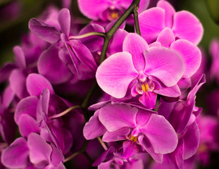 Fototapeta na wymiar Detail on a pink tropical blooming orchid plant in spring in a tropical glasshouse. Orchidaceae in bloom.