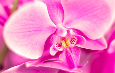 Detail on a pink tropical blooming orchid plant in spring in a tropical glasshouse. Orchidaceae in bloom.