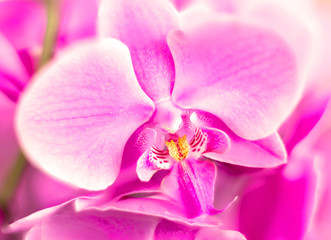 Detail on a pink tropical blooming orchid plant in spring in a tropical glasshouse. Orchidaceae in bloom.