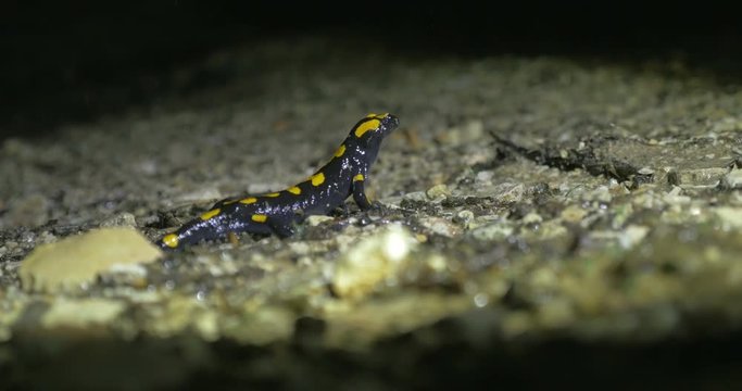 Fire salamander in the rain at night