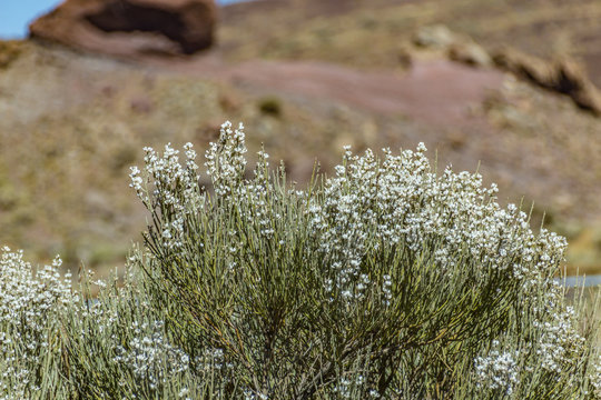 Blooming endemic bush. White flowers of Retama rhodorhizoides. Red lava rocks on the blurred background National Park Teide, Tenerife, Canary Islands