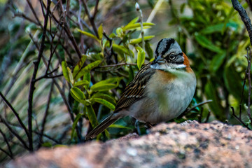 Pajaro