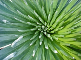 Detailed image detail of green plant for backgrounds