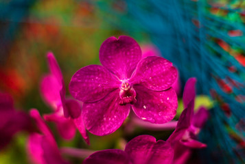 Obraz premium Detail on a pink tropical blooming orchid plant in spring in a tropical glasshouse. Orchidaceae in bloom.