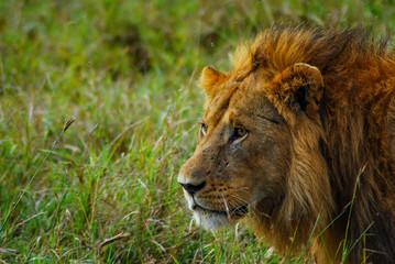 Plakat A male lion