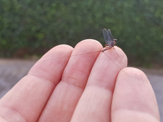 An ephemeral fly perched on the fingers of one hand before taking flight
