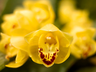 Detail on an yellow and pink tropical blooming orchid plant in spring in a tropical glasshouse. Orchidaceae in bloom.