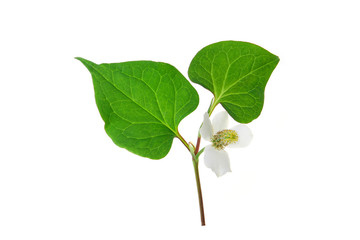 Fototapeta premium flower of houttuynia on a white background