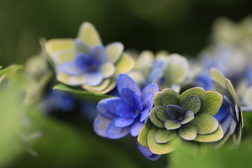 紫陽花の青と緑が混ざった装飾花