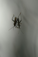 鏡面に反射する虫