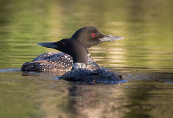 Common Loon Pair looking in opposite direction