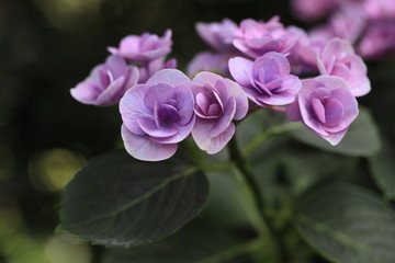 紫陽花の可愛い紫の装飾花