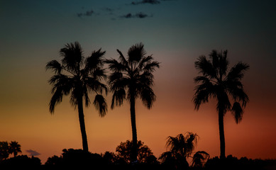 Silhouette of palm trees at sunset,