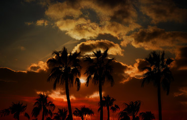 Silhouette palm trees on sunset