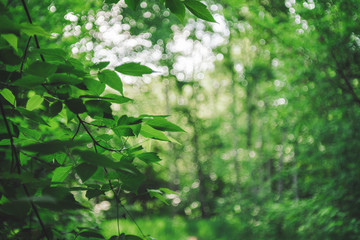 Vivid leaves of trees on bokeh background. Rich greenery in sunlight with copy space. Lush foliage close-up in sunny day. Natural green backdrop of scenic nature in backlight. Abstract texture.