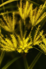 Flowers of  papyrus sedges,Natural background and wallpaper with color toned.