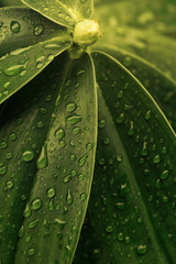 Cheilocostus speciosus / Costus speciosus (Wild or Crepe Ginger) with color toned.