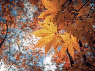 Soft focus of Orange maple leaf japanese.Sky with white clouds.shallow focus effect.