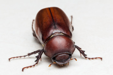 Rhino beetle (Dynastinae)